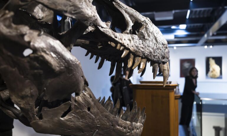 Aukcione už milijoninę sumą parduotas retas dinozauro skeletas