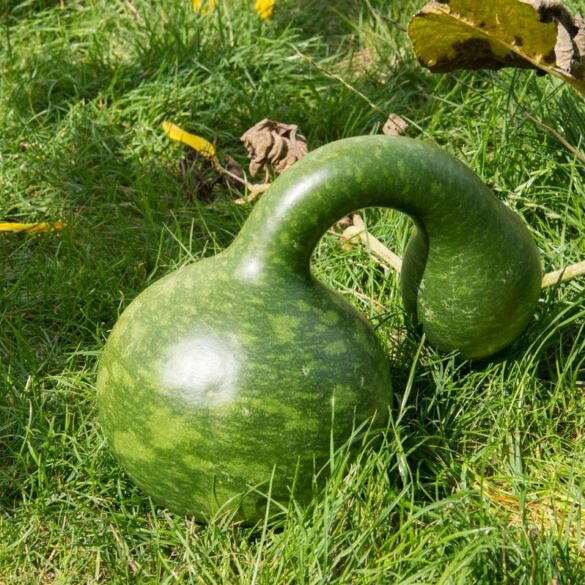 Botanikos sodas Kaune kviečia vaikus apsilankyti: laukia daug staigmenų