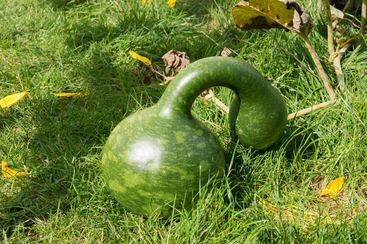 Botanikos sodas Kaune kviečia vaikus apsilankyti: laukia daug staigmenų