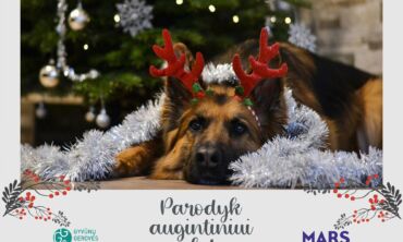 Feisbuke plinta lengvas būdas padėti prieglaudų gyvūnams – 1 „Like“ paspaudimas pavirs 1 maisto porcija