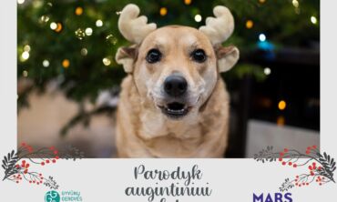 Gyvūnų prieglaudas pasieks svari parama – per 22 tūkst. maisto porcijų 