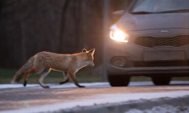 Kelyje susidūrėte su laukiniu gyvūnu – psichologė pataria