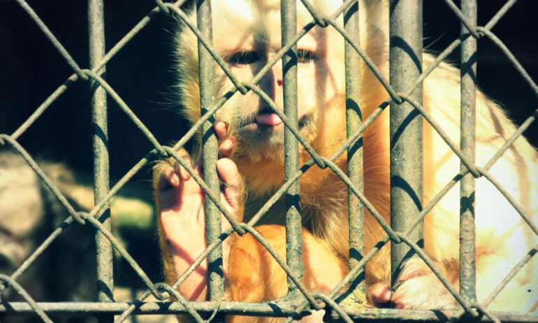 Lietuvos zoologijos sodas skelbia naujo sezono pradžią