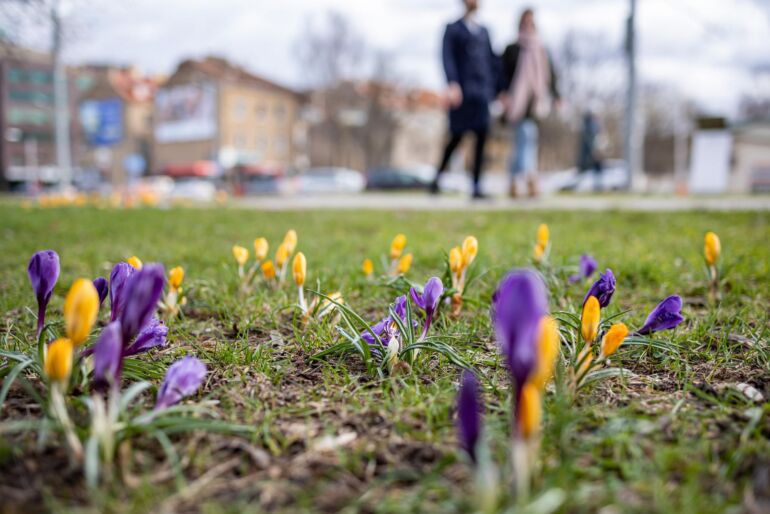 Profesorė apie prasidedantį žiedadulkių sezoną: alergiją gali sukelti ir iš už tūkstančių kilometrų atklydusios žiedadulkės