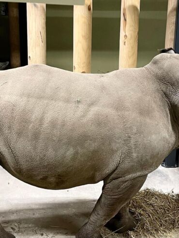 Su raganosių atvykimu atskleidžiama Lietuvos zoologijos sodo atidarymo data