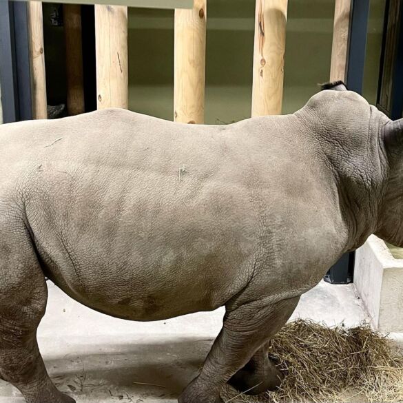 Su raganosių atvykimu atskleidžiama Lietuvos zoologijos sodo atidarymo data