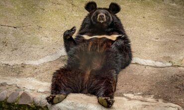 Taškento zoologijos sode moteris numetė mergaitę į lokio aptvarą