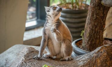 Vilniaus zoologijos sodas „Zoopark“ kviečia į savo gimtadienio šventę