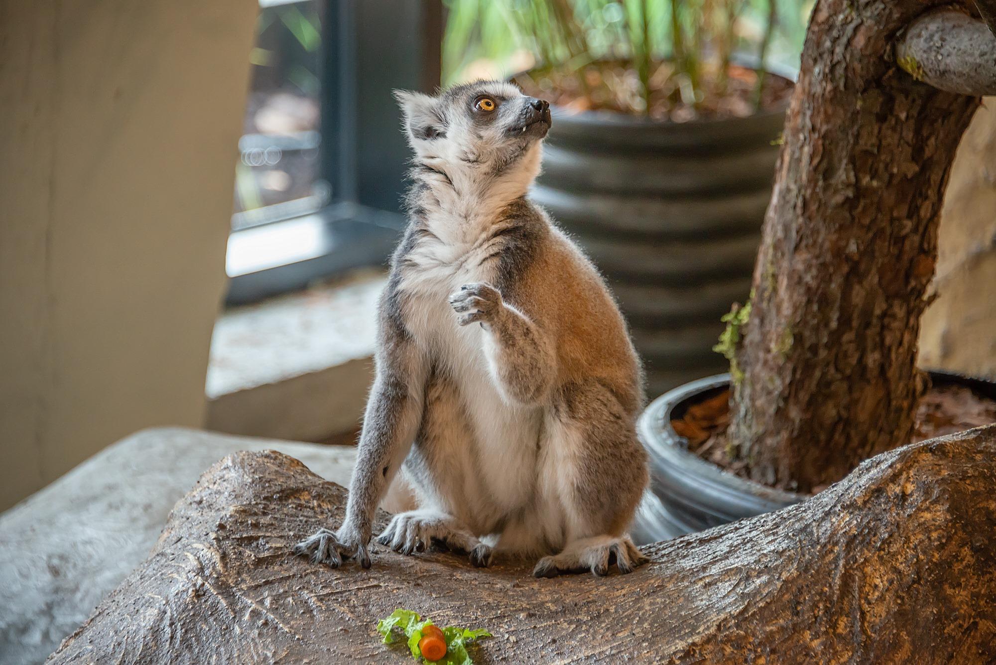 Vilniaus zoologijos sodas „Zoopark“ kviečia į savo gimtadienio šventę