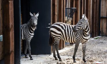 Zebrai sugrįžta į Lietuvos zoologijos sodą
