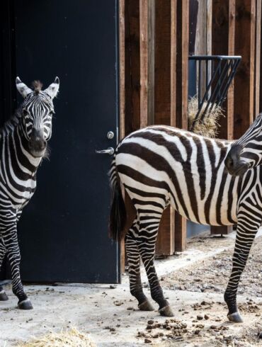 Zebrai sugrįžta į Lietuvos zoologijos sodą