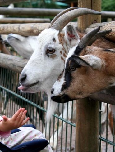 Zoologijos sodo gimtadienis ir kiti šio savaitgalio renginiai šeimoms su vaikais