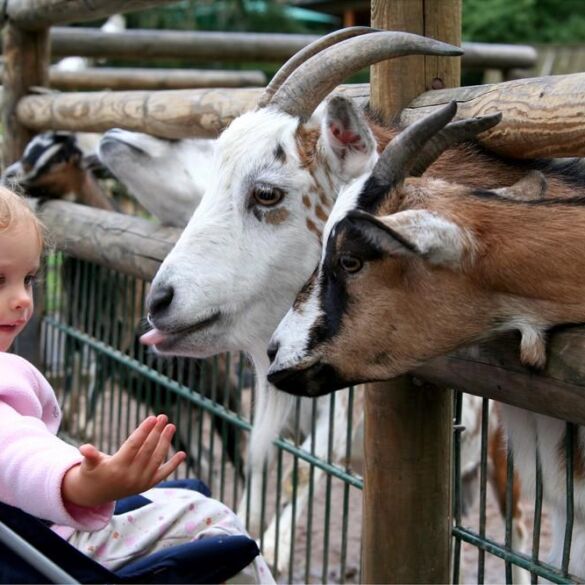 Zoologijos sodo gimtadienis ir kiti šio savaitgalio renginiai šeimoms su vaikais