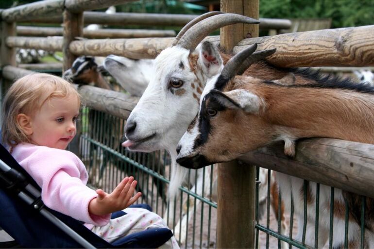 Zoologijos sodo gimtadienis ir kiti šio savaitgalio renginiai šeimoms su vaikais