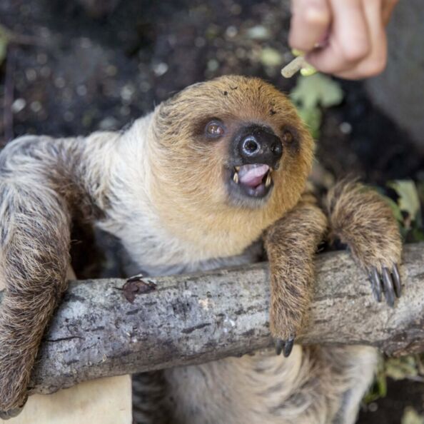 zoologijos sodas