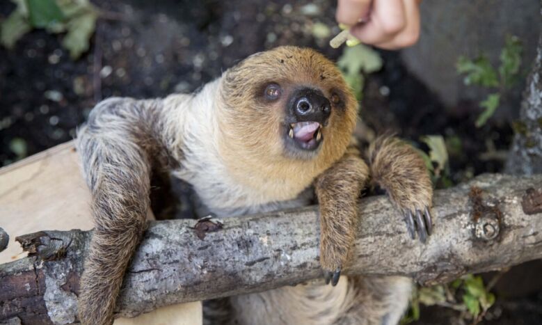 zoologijos sodas