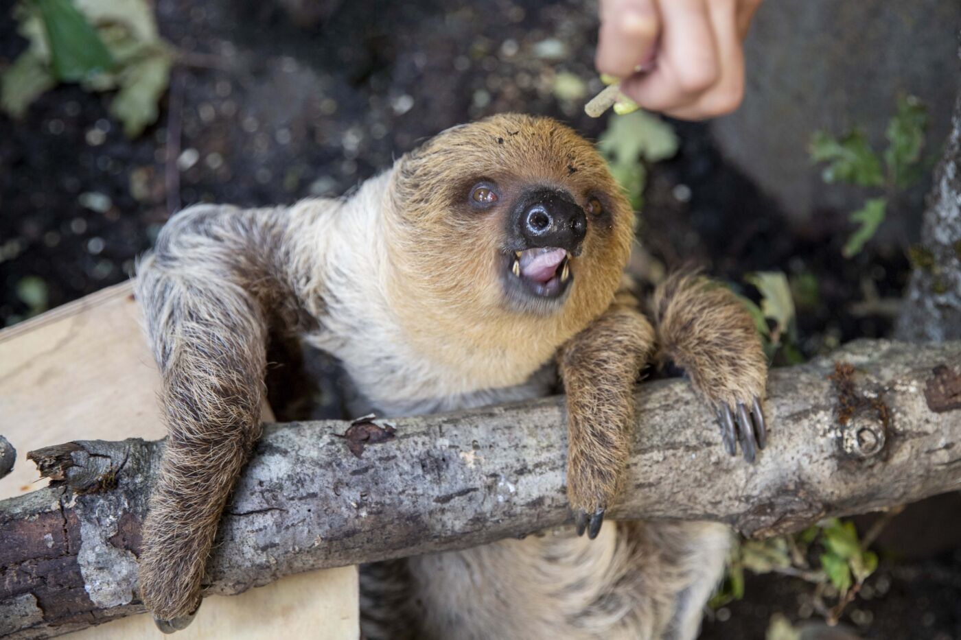 zoologijos sodas