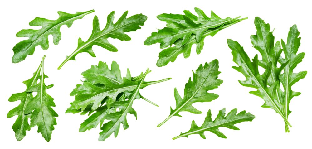 Rukola