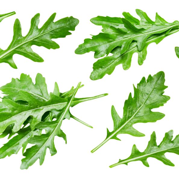 Rukola