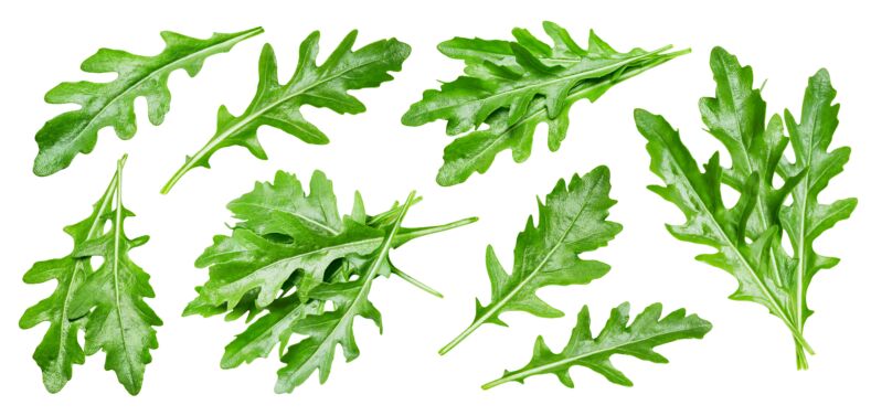 Rukola