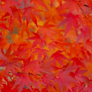 Nukritę lapai / Shutterstock