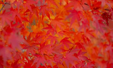 Nukritę lapai / Shutterstock