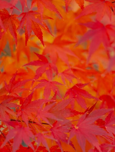 Nukritę lapai / Shutterstock