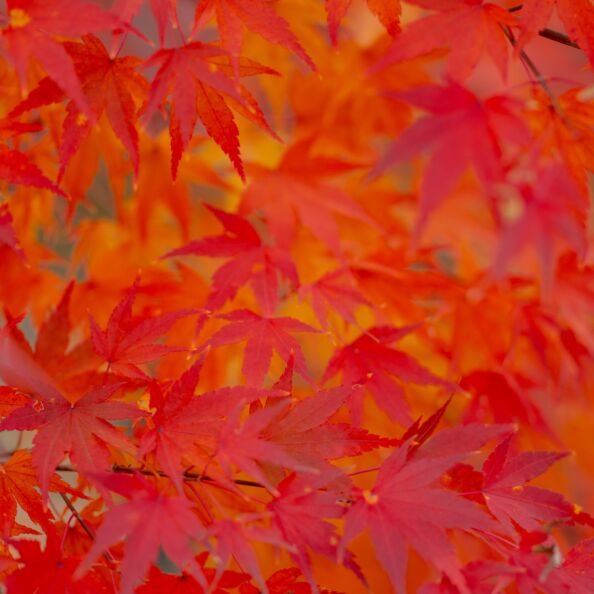 Nukritę lapai / Shutterstock