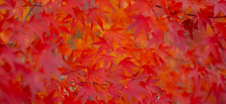 Nukritę lapai / Shutterstock