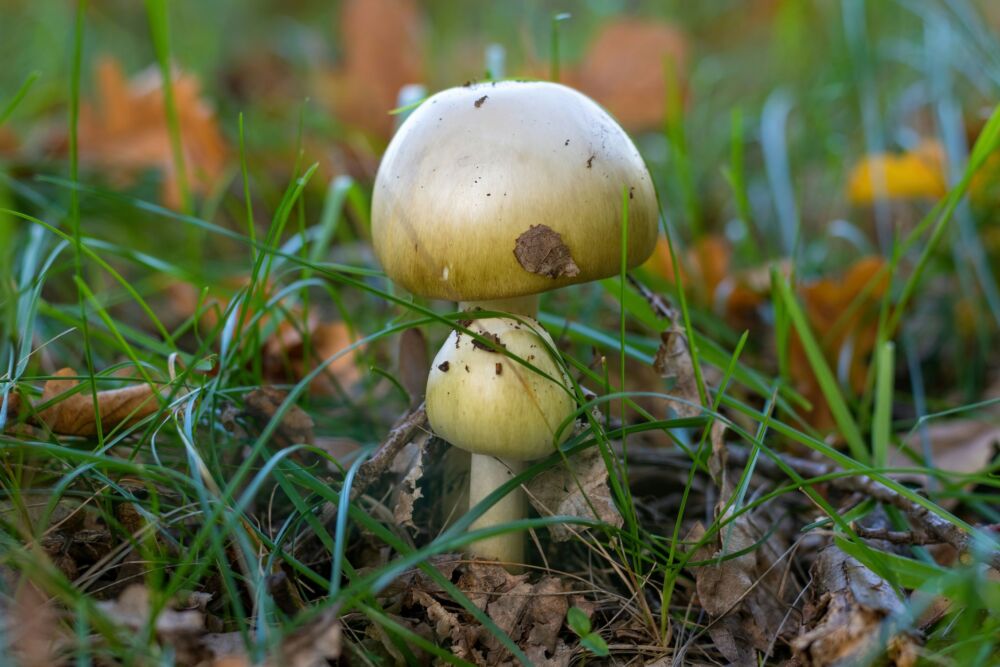 Pavojingiausia nekaltai atrodanti žalsvoji musmirė_Unsplash nuotr.