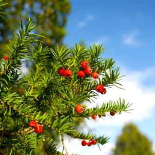 Kukmedžio uogos/ Shutterstock