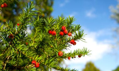 Kukmedžio uogos/ Shutterstock