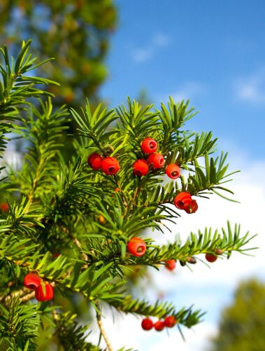 Kukmedžio uogos/ Shutterstock