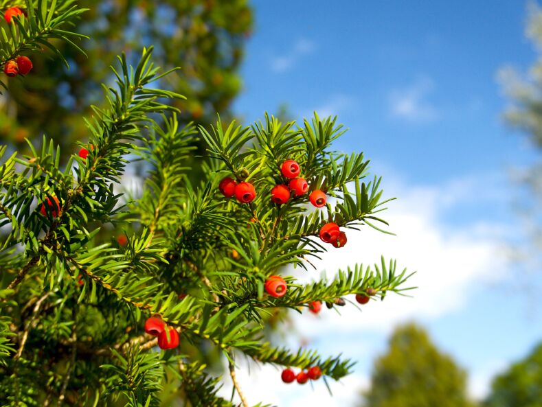 Kukmedžio uogos/ Shutterstock