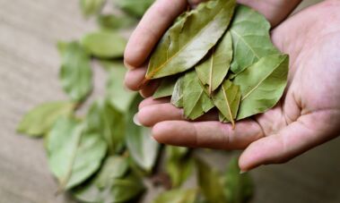 Lauro lapai / Shutterstock