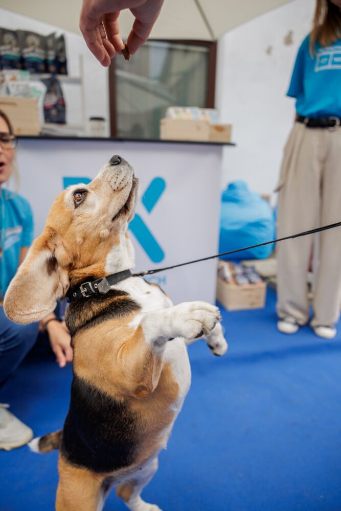 Tiesa ar mitas? Veterinarė apie tai, ką privalote žinoti apie augintinių mitybą