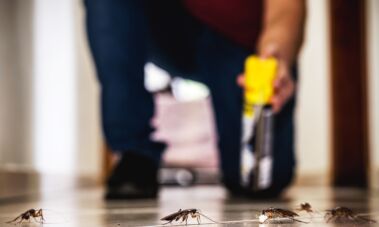 Kaip naikinti tarakonus bute