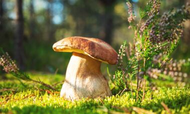 kiek laiko virti baravykus